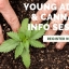 Young Adults & Cannabis Info Session